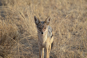 Black backed jackal - Serengeti 